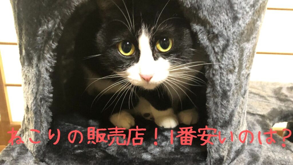 ねこりの販売店